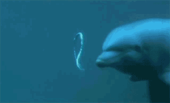 dolphin gif 6_zps16bmjhbu