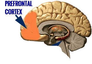 prefrontal-cortex1