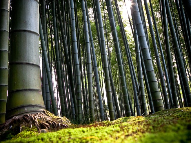 World_Japan_Bamboo_wood_023256_
