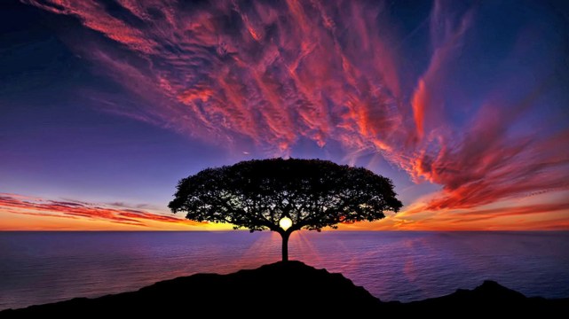 Sunset-tree-silhouette-blue-sky-red-clouds-ocean-horizon