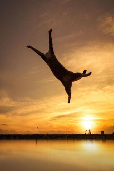 72417cbd970da2f7d9a34a49c0a4ad92--cute-funny-animals-funny-cats