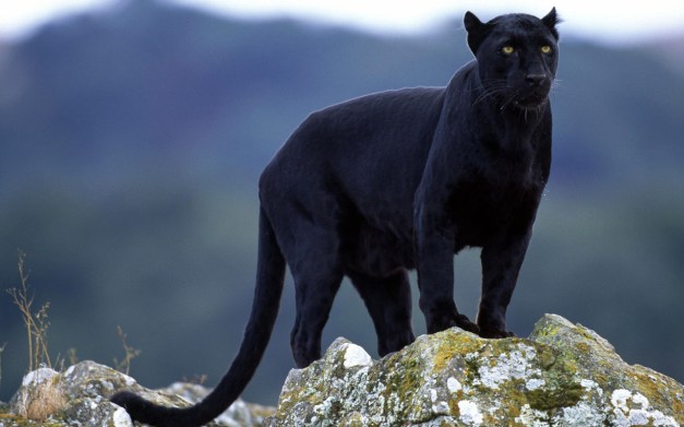 BLACK PANTHER