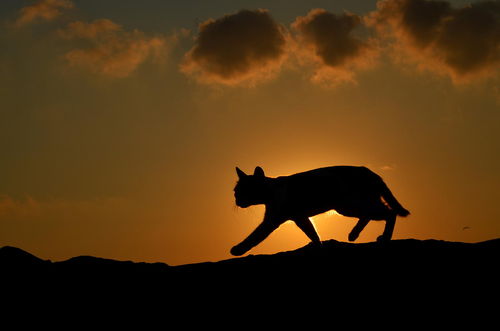 cat-at-sunset-by-serkan-sarikef