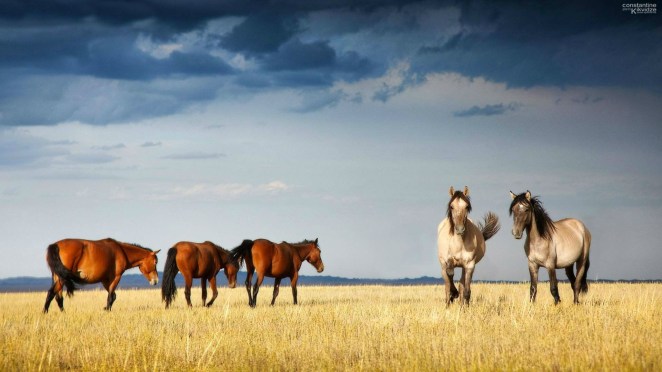 950605-horses-wallpaper-1920x1080-image