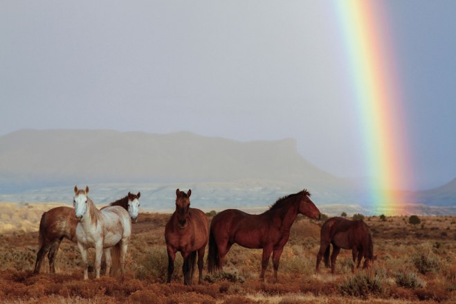 horses-rainbow