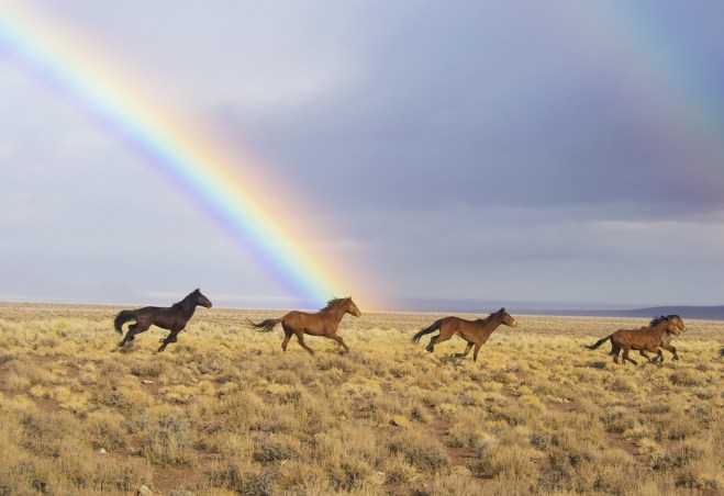 wild-horses-2239420_960_720