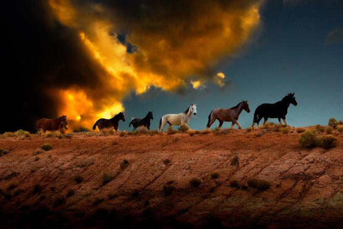 wild-horses-at-sunset-harry-spitz