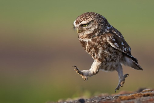 owl-in-the-run