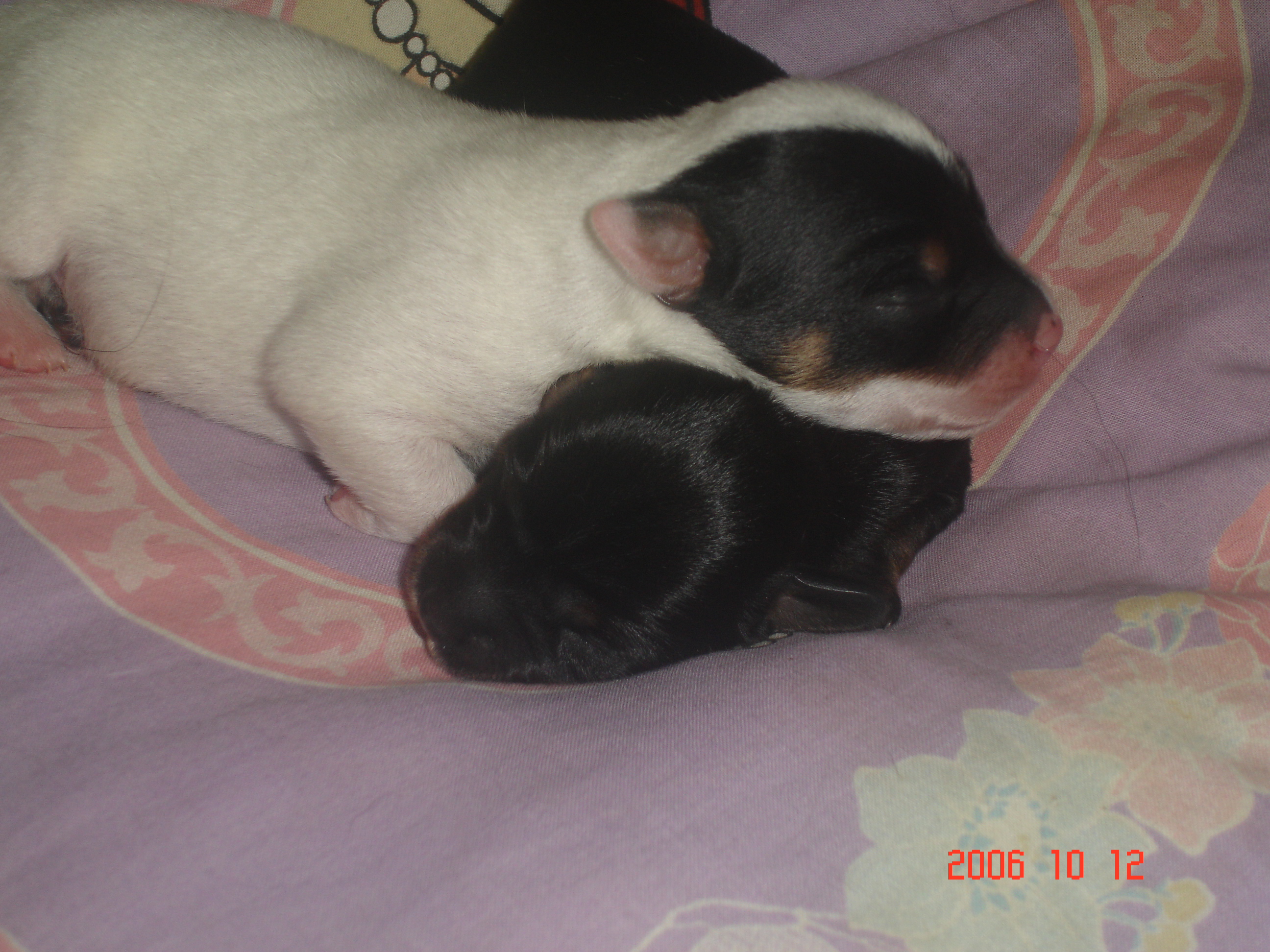 chiots de Canelle nés le 09-10-2006 055