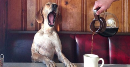 maddie-the-coonhound-696x362